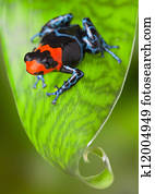 red poison dart frog