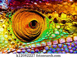 Reptilian eye Reptilian eye