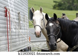 Rodeo Rodeo
