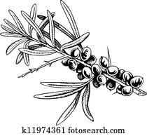 Sea-buckthorn berries Sea-buckthorn berries