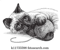Siamese Cat Playing Siamese Cat Playing