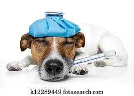 sick dog fever pain sick dog fever pain