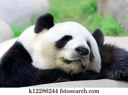 Sleeping Panda Sleeping Panda