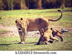 Small lion cubs with mother. Tanzania, Africa