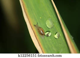 snails on the plants snails on the plants