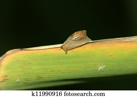 snails on the plants snails on the plants