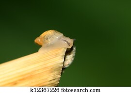 snails on the plants snails on the plants