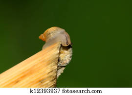 snails on the plants snails on the plants