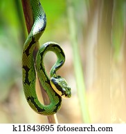 Snake Snake