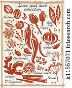 Spice and herb collection Spice and herb collection