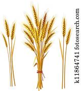 Spike of wheat Spike of wheat