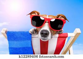 summer dog vacation holiday summer dog vacation holiday