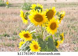 Sunflower Sunflower