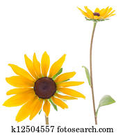 Sunflowers Sunflowers