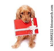 The dog is holding a present