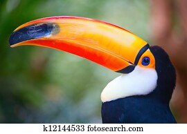 Toucan