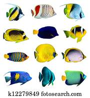 Tropical fish collection Tropical fish collection