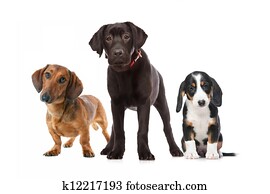três, filhotes cachorro