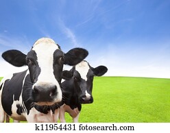 vaca, ligado, grama verde, campo, com, nuvem, fundo