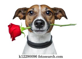 valentines, cão