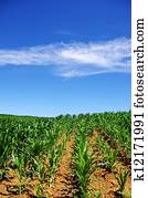 verde, cornfield, em, sul, de, portugal