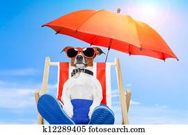 verão, cão, férias, feriado