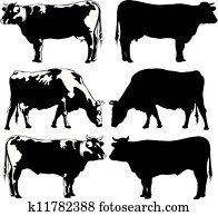 vieh, -, kuh, und, stier vieh, -, kuh, und, stier