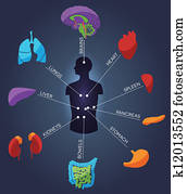 vário, human, órgãos