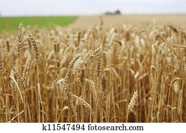 wheat close up on farm field