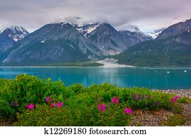 Whild flowers in Glacier Bay National Park, Alaska