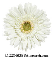 white gerbera