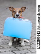 wohnungslos, hund wohnungslos, hund
