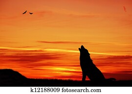 Wolf at sunset Wolf at sunset