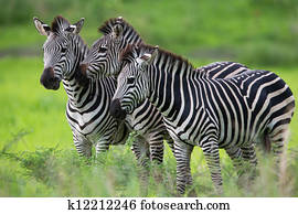 zebras