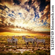 zebras, rebanho, ligado, africano, savanna, em, sunset.