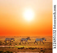 zebras, rebanho, ligado, africano, savanna, em, sunset.