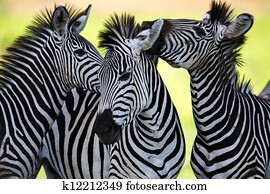zebras, socialising, e, beijando