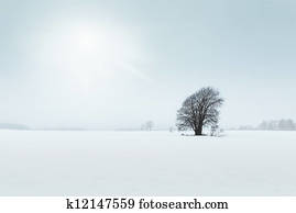 árvore velha, em, um, campo, cena inverno
