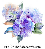 יפה, הידראנגאה, פרחים כחולים