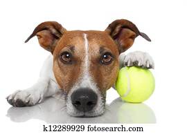 כלב, עם, כדור טניס