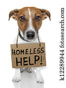 כלב, עם, ריק, קרטון