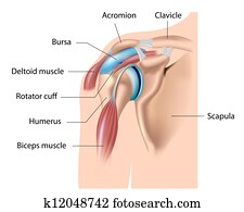 כתף, bursa,, bursitis,, eps10