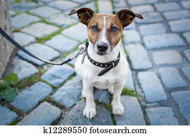 ללא בית, כלב, בודד, עם, רצועה