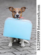 ללא בית, כלב