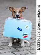 ללא בית, כלב