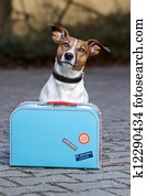 ללא בית, כלב