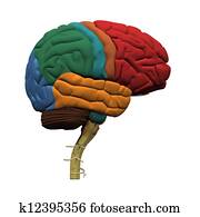 מוח אנושי, חלקים