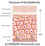 עור עליון, של, ה, עור
