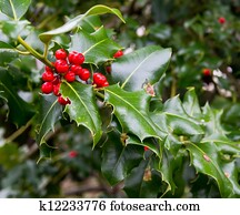 עינבים של צינית