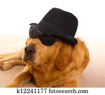 نظاره كلب لابس qruasha